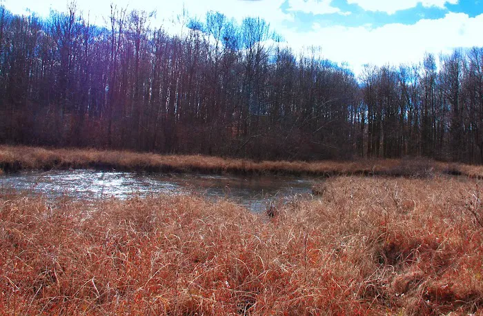 Blue Heron Pond Picture 10
