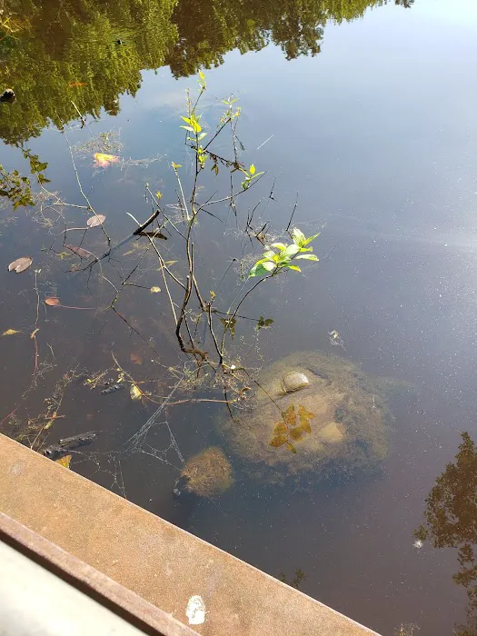 Blue Heron Pond Picture 4