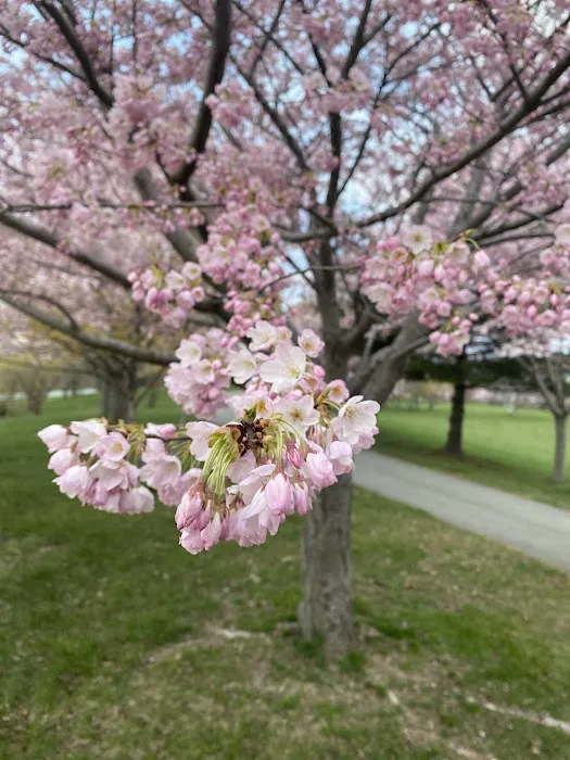 South Lawn Picture 9