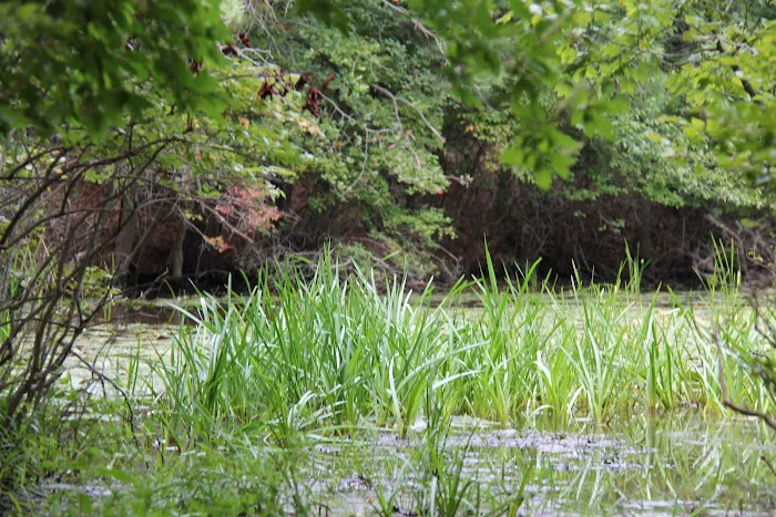 Clay Pit Pond Picture 2