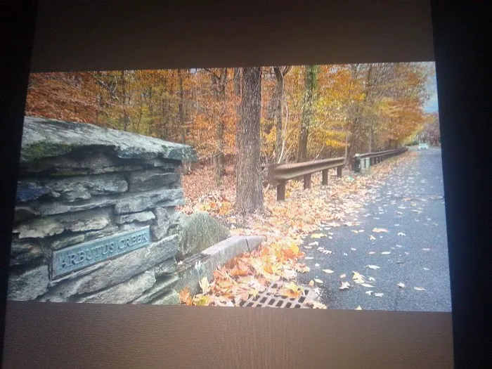 Arbutus Woods Park Picture 1