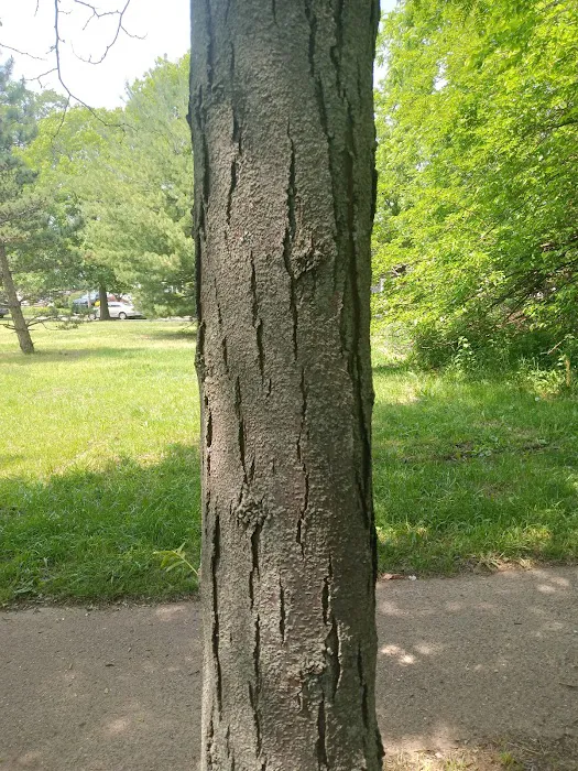 Harris Brothers Park Picture 8