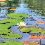 Spring Pond