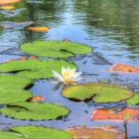 Spring Pond ico
