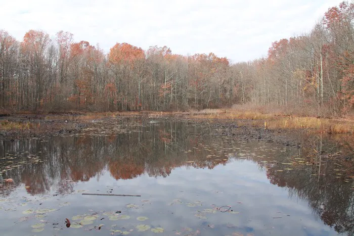 Spring Pond Picture 2