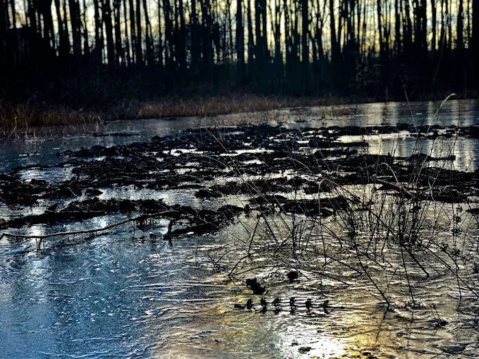 Spring Pond Picture 8