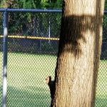 Felton Field