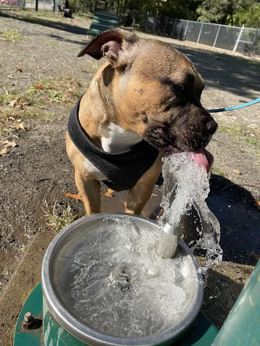 Watsessing Dog Park Picture 5