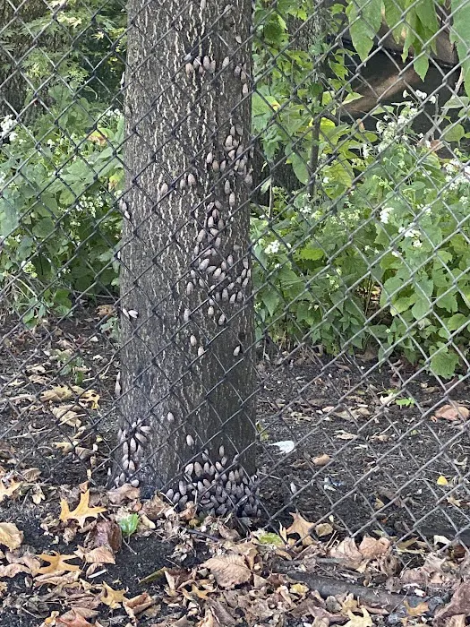 Watsessing Dog Park Picture 7