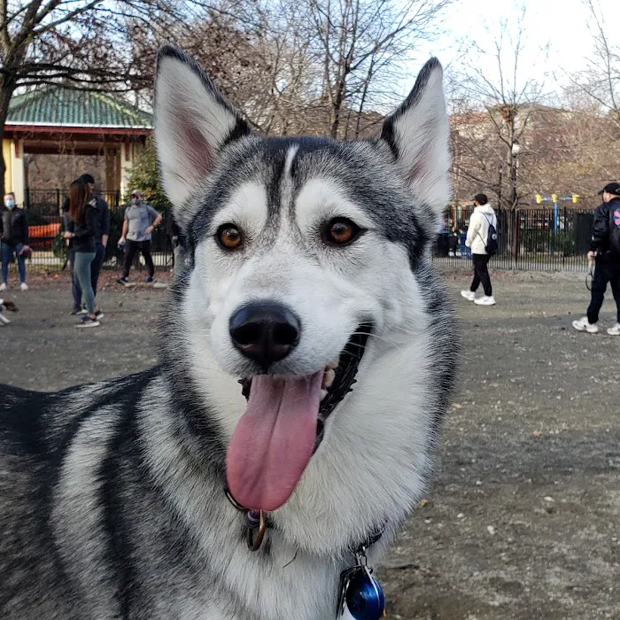 Urban Pups Picture 6