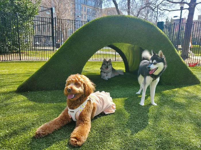 Urban Pups Picture 5