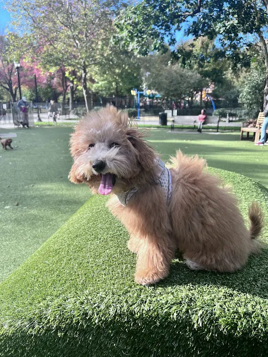 Urban Pups Picture 3