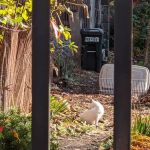 Brunswick Garden