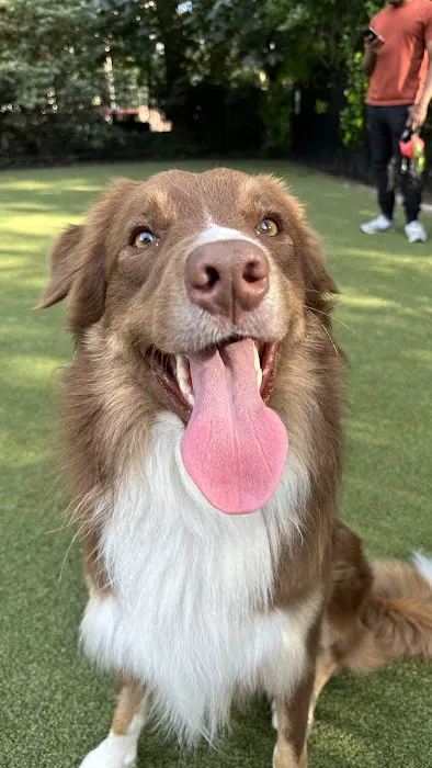 Dog Park Picture 3
