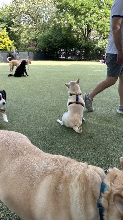 Dog Park Picture 9