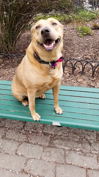 Dog Park Picture 4