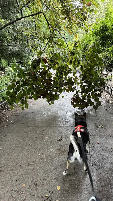 Dog Park Picture 7