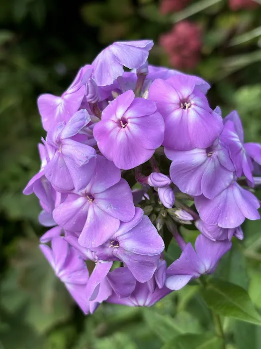Avis Campbell Gardens Picture 1
