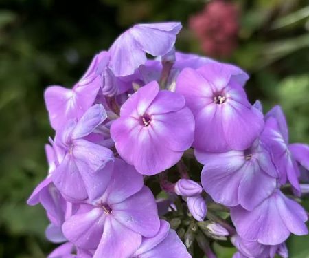 Avis Campbell Gardens