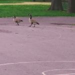 Soverel Park