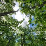 Apshawa Preserve