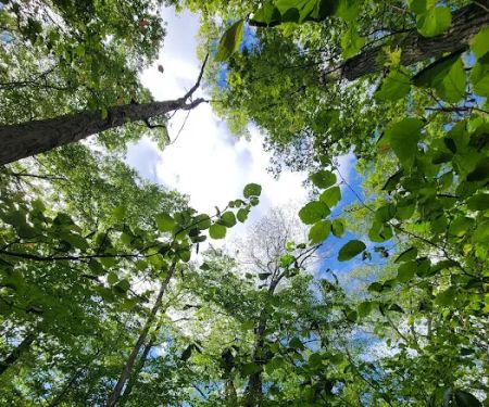 Apshawa Preserve