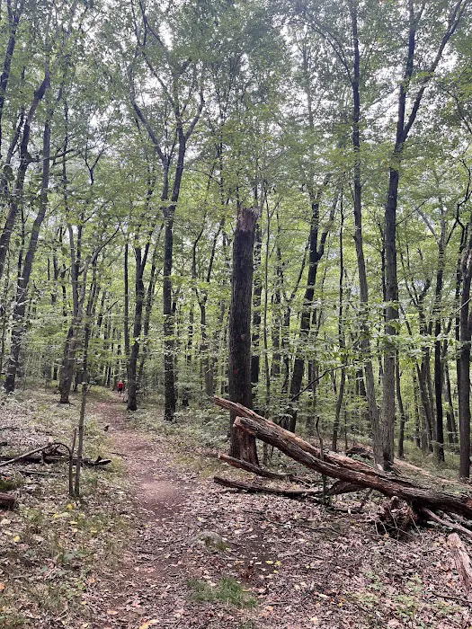 Jonathan's Woods Picture 2