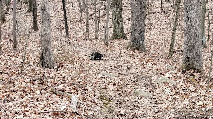 Wildcat Ridge Picture 8