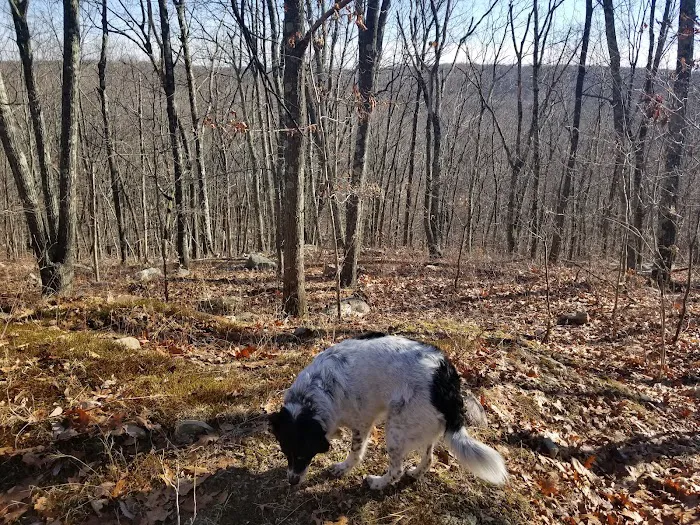 Wildcat Ridge Wildlife Management Area - Bat Hibernaculum Area Picture 4
