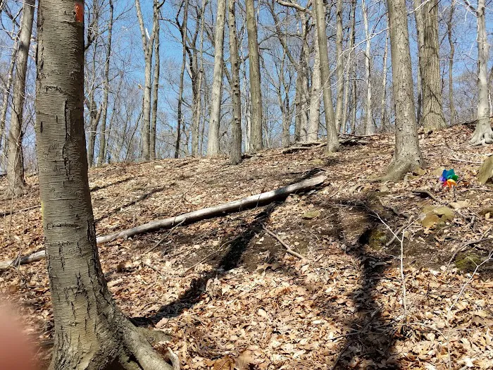 Turtle Back Rock Picnic Area Picture 9