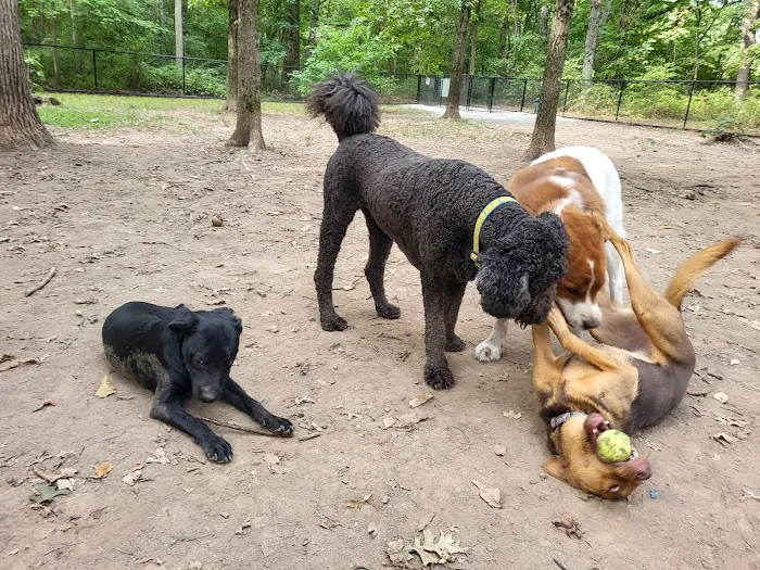 Madison Dog Park Picture 6