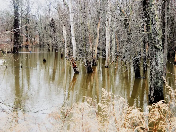 Central Valley Wetlands Picture 4