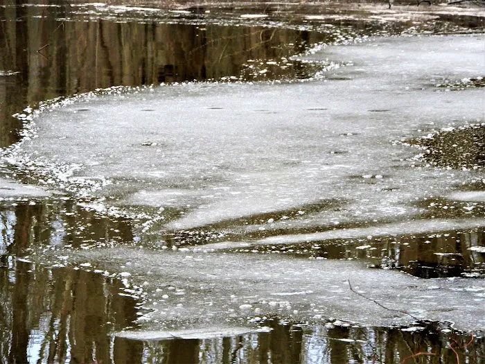 Central Valley Wetlands Picture 9