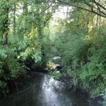 Brookside Grove