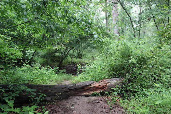 Manor Woods Trail Picture 2