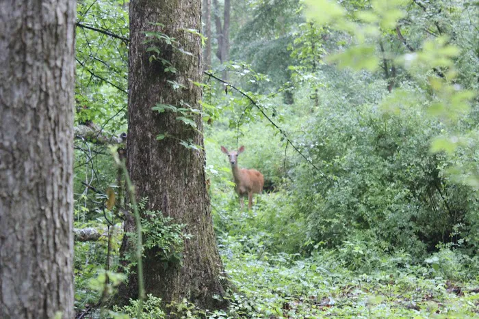 Manor Woods Trail Picture 1