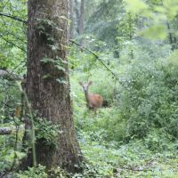 Manor Woods Trail ico