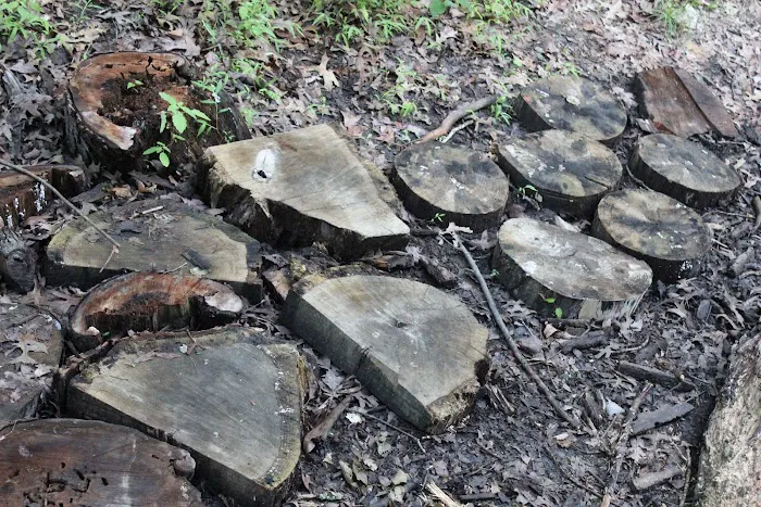 Manor Woods Trail Picture 8