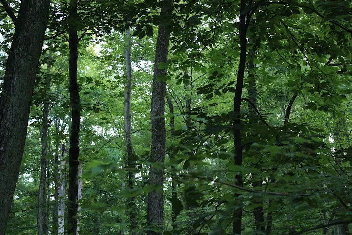 Manor Woods Trail Picture 9
