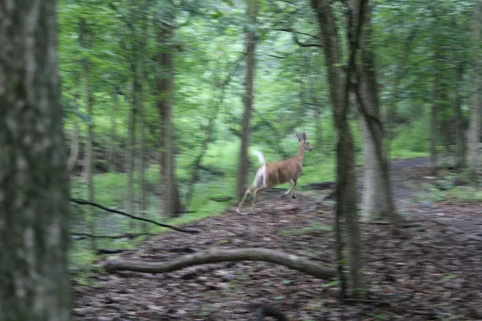 Manor Woods Trail Picture 4