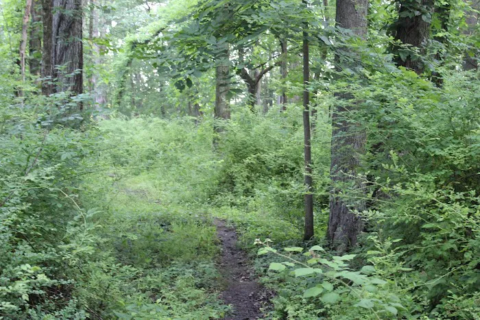 Manor Woods Trail Picture 5