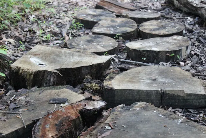 Manor Woods Trail Picture 7
