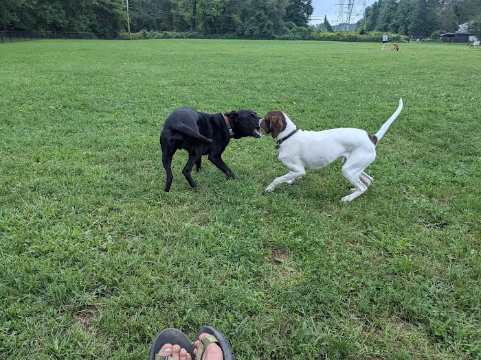 Off-Leash Dog Park (Shepard Kollock) Picture 3