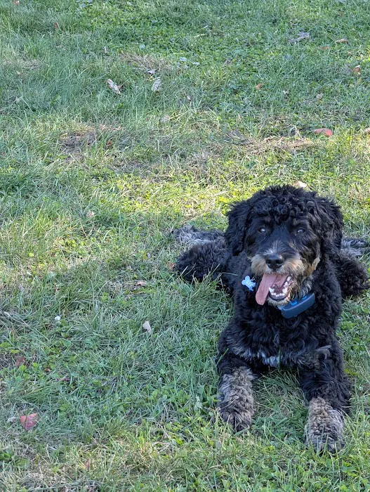 Off-Leash Dog Park (Shepard Kollock) Picture 10