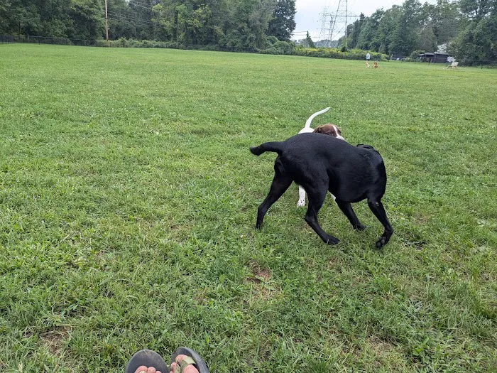 Off-Leash Dog Park (Shepard Kollock) Picture 9
