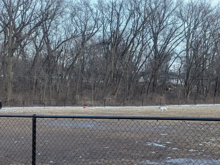 Off-Leash Dog Park (Shepard Kollock) Picture 7