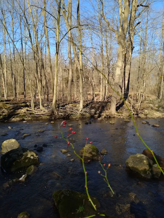Tulip Springs Picture 3