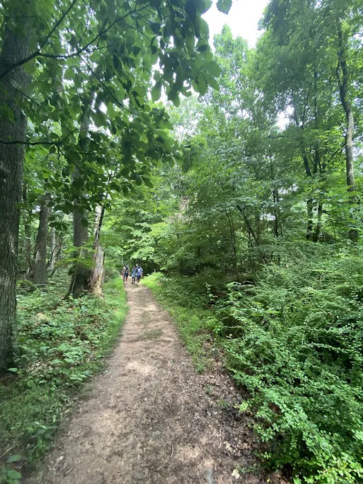Tulip Springs Picture 1