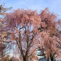 Roberts Garden ico