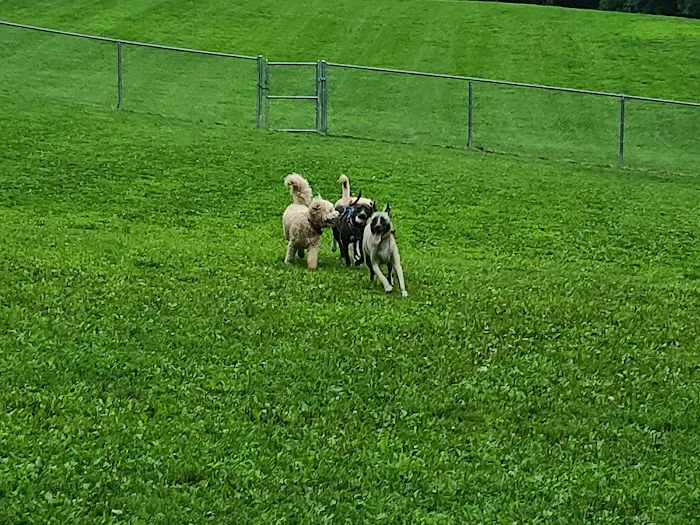 Central Park County Dog Park Picture 3